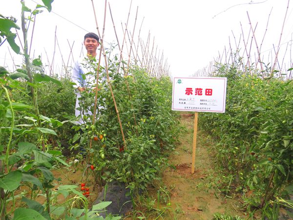 云離子在番茄上的使用